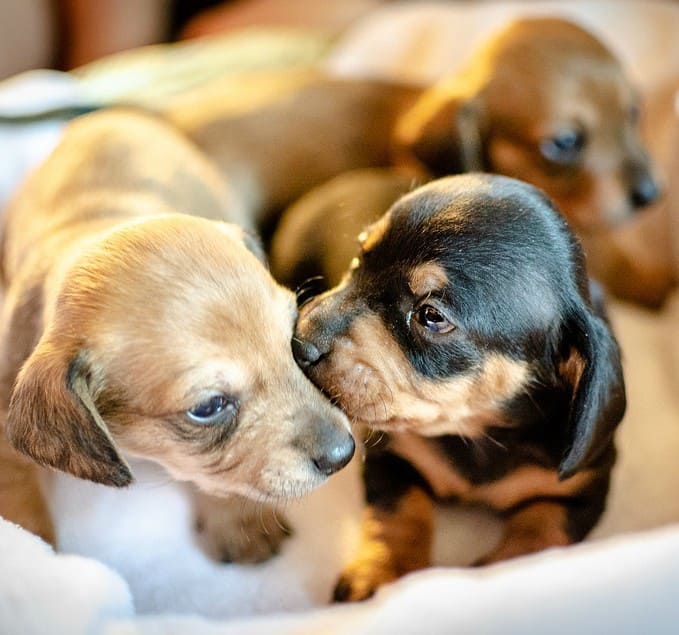 can two brown dogs make a black puppy