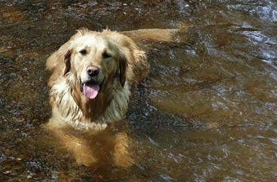 image for Stinky Wet Dogs