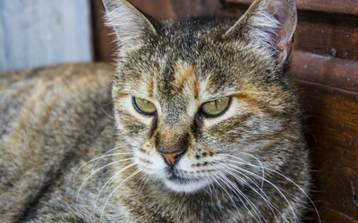 image for Do Cats Really Use Their Whiskers to Measure Space?